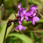 ১০টি ফুলের ছবি - ১১